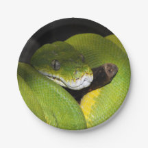 Groene boompython