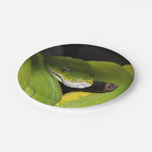 Groene boompython papieren bordje (Gekanteld)