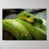 Groene boomPython Poster (Voorkant)