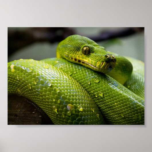 Groene boomPython Poster (Voorkant)