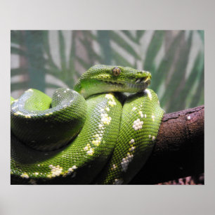 Groene boomPython Poster