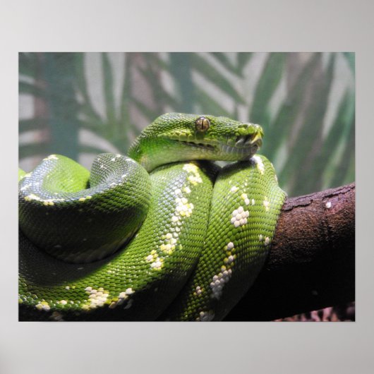 Groene boomPython Poster (Voorkant)