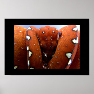 Groene boomPython Poster