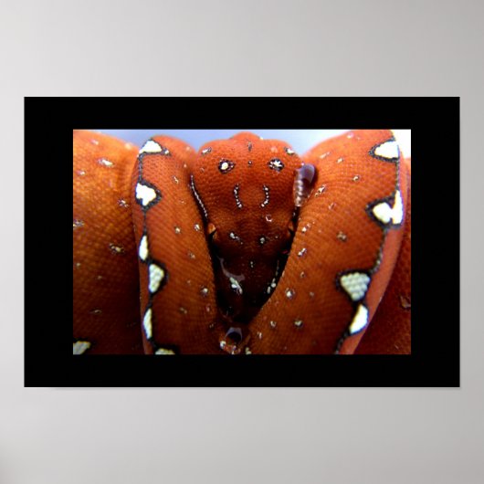 Groene boomPython Poster (Voorkant)