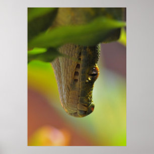 Groene boomPython Poster