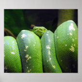 Groene boomPython Poster (Voorkant)