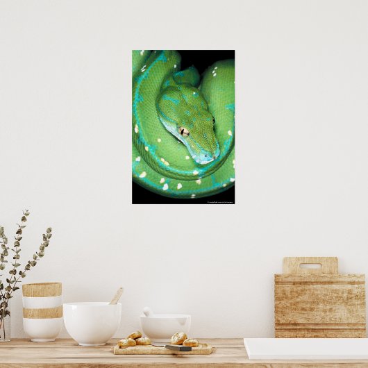 Groene boomPython Poster (Keuken)