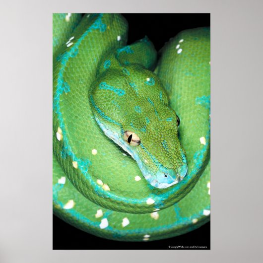 Groene boomPython Poster (Voorkant)