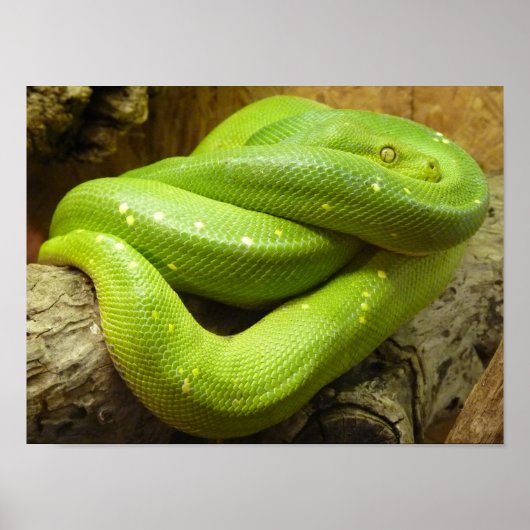 Groene boomPython Poster (Voorkant)