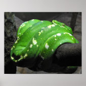 Groene boomPython Poster (Voorkant)
