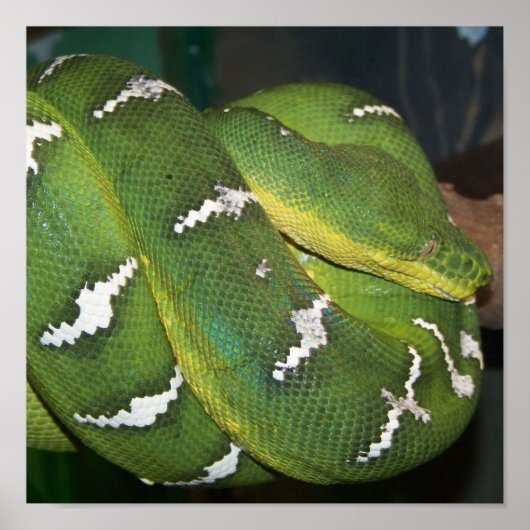 Groene boomPython Poster (Voorkant)