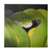 Groene boompython tegeltje (Voorkant)