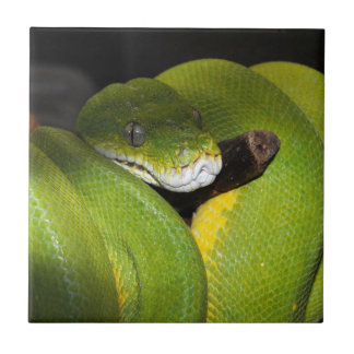 Groene boompython tegeltje
