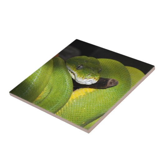 Groene boompython tegeltje (Zijkant)