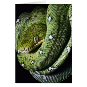Groene boomslang emerald boa in Bolivia