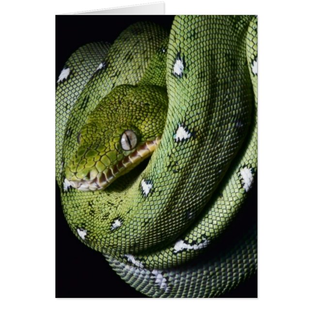Groene boomslang emerald boa in Bolivia (Voorkant)