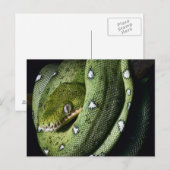 Groene boomslang emerald boa in Bolivia Briefkaart (Voorkant / Achterkant)