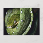 Groene boomslang emerald boa in Bolivia Briefkaart (Voorkant)