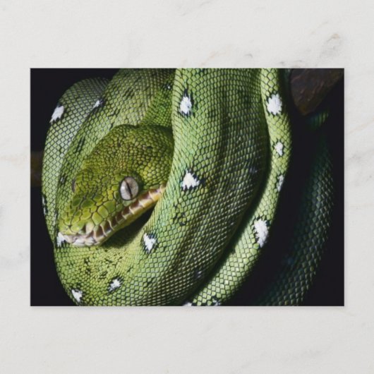 Groene boomslang emerald boa in Bolivia Briefkaart (Voorkant)