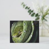 Groene boomslang emerald boa in Bolivia Briefkaart (Staand voorkant)