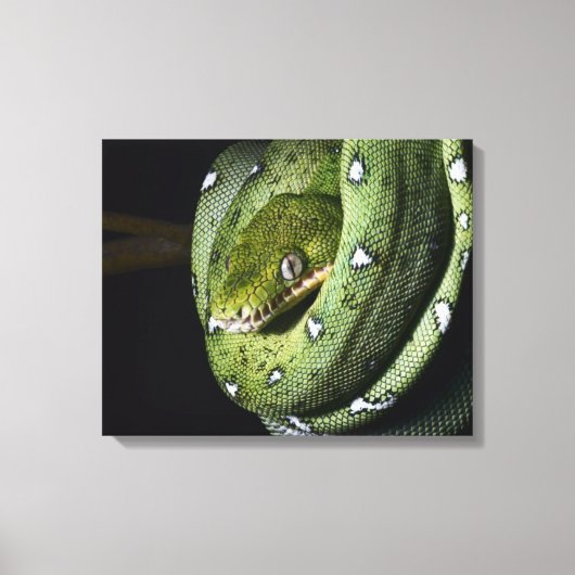Groene boomslang emerald boa in Bolivia Canvas Afdruk (Voorkant)