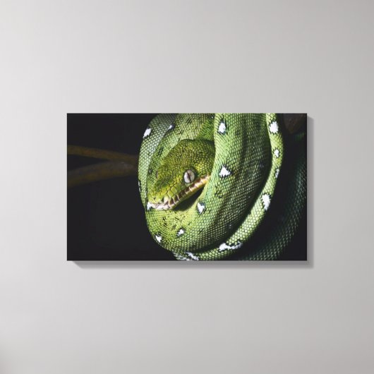 Groene boomslang emerald boa in Bolivia Canvas Afdruk (Voorkant)