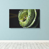 Groene boomslang emerald boa in Bolivia Canvas Afdruk (Insitu (Houten vloer))