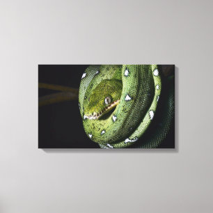 Groene boomslang emerald boa in Bolivia Canvas Afdruk