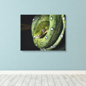 Groene boomslang emerald boa in Bolivia Canvas Afdruk (Insitu (Houten vloer))