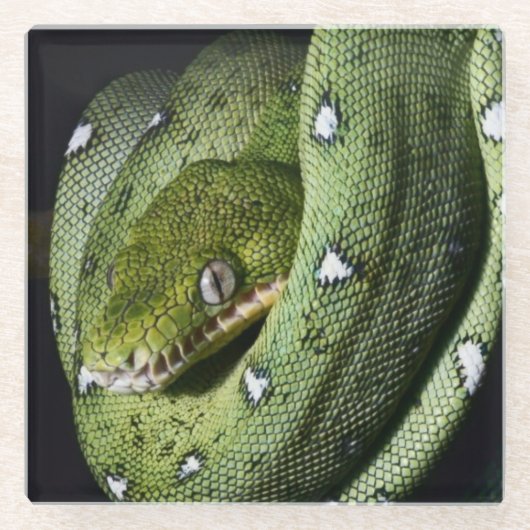 Groene boomslang emerald boa in Bolivia Glazen Onderzetter (Voorkant)