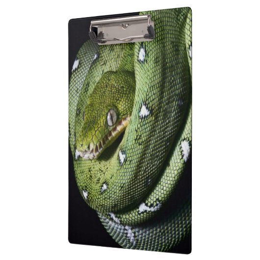 Groene boomslang emerald boa in Bolivia Klembord (Links)