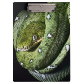 Groene boomslang emerald boa in Bolivia Klembord (Voorkant)