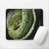 Groene boomslang emerald boa in Bolivia Muismat (Met muis)