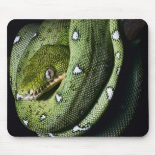 Groene boomslang emerald boa in Bolivia Muismat