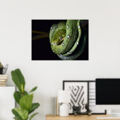Groene boomslang emerald boa in Bolivia Poster (Thuiskantoor)