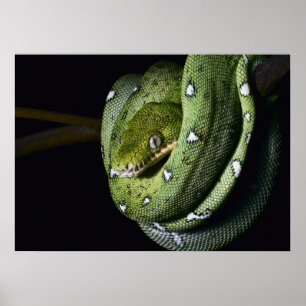 Groene boomslang emerald boa in Bolivia Poster