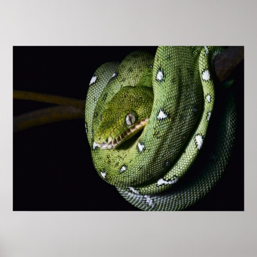 Groene boomslang emerald boa in Bolivia Poster (Voorkant)
