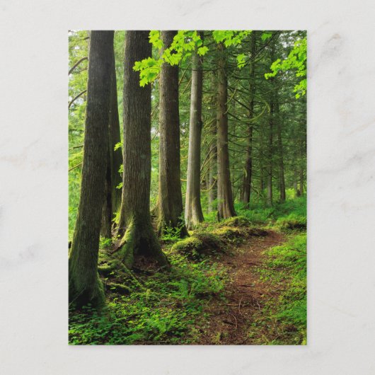 Groene boswandeling landschappelijk briefkaart (Voorkant)