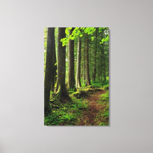 Groene boswandeling landschappelijk canvas afdruk (Voorkant)