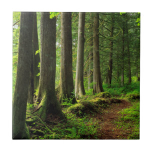 Groene boswandeling landschappelijk tegeltje