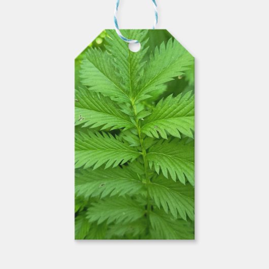 Groene botanische bladeren cadeaukaart cadeaulabel (Voorkant)