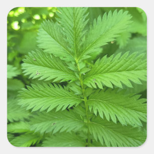Groene botanische bladeren vierkante sticker