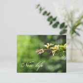 Groene briefkaarten (Staand voorkant)