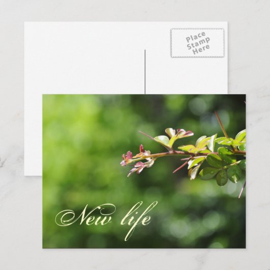 Groene briefkaarten (Voorkant / Achterkant)