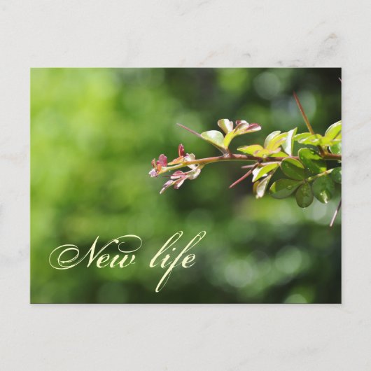 Groene briefkaarten (Voorkant)