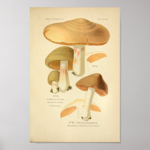  groene bruine paddenstoelen Kunst print Frans
