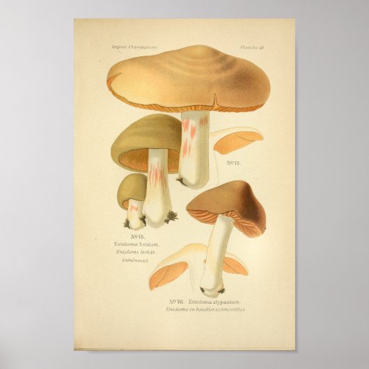 groene bruine paddenstoelen Kunst print Frans (Voorkant)