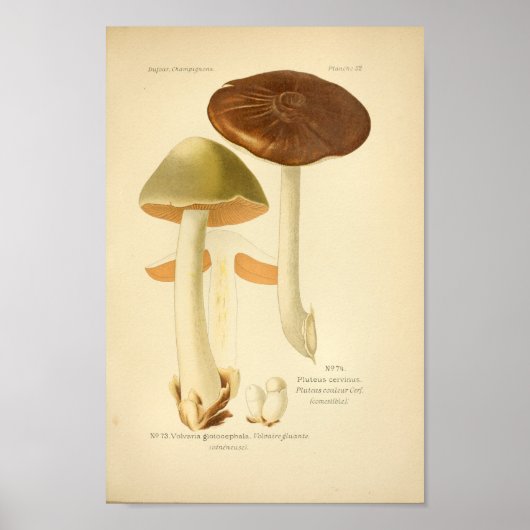 groene bruine paddenstoelen Kunst print Frans (Voorkant)