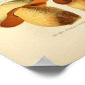 groene bruine paddenstoelen Kunst print Frans (Hoek)