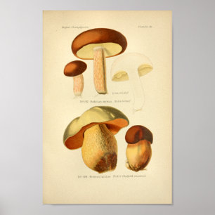  groene bruine paddenstoelen Kunst print Frans